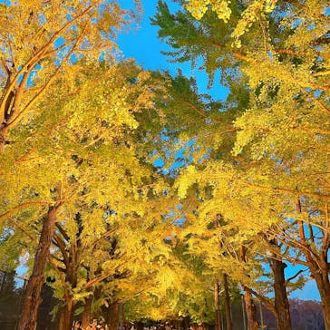 国営昭和記念公園 秋の夜散歩に投稿された画像（2025/11/3）