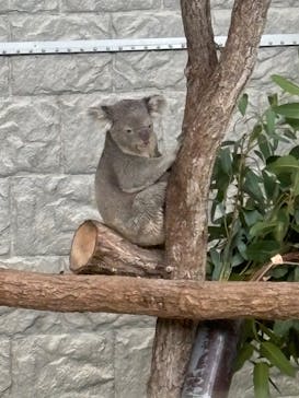 淡路ファームパーク イングランドの丘に投稿された画像（2025/11/3）