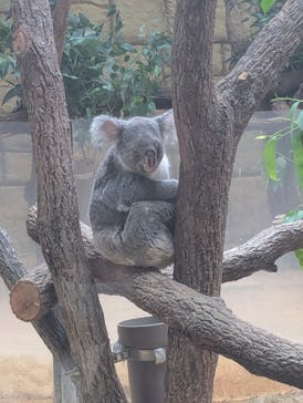 名古屋市東山動植物園に投稿された画像（2025/11/3）