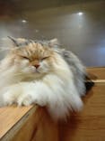 Cat Café MOFF SHIMINT HIROSHIMA店に投稿された画像（2025/11/3）