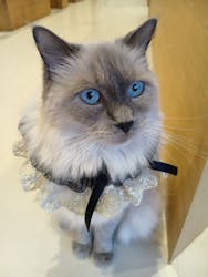 Cat Café MOFF SHIMINT HIROSHIMA店に投稿された画像（2025/11/3）