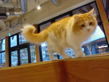 Cat Café MOFF SHIMINT HIROSHIMA店に投稿された画像（2025/11/3）
