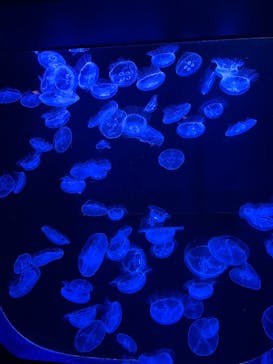 沖縄美ら海水族館に投稿された画像（2025/11/3）