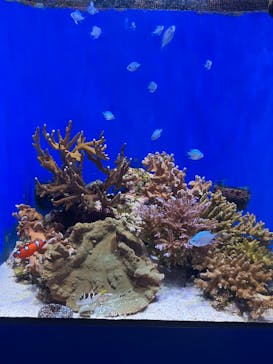 沖縄美ら海水族館に投稿された画像（2025/11/3）