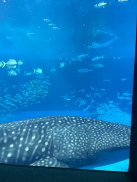 沖縄美ら海水族館に投稿された画像（2025/11/3）