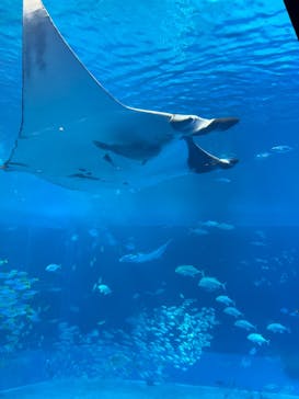 沖縄美ら海水族館に投稿された画像（2025/11/3）