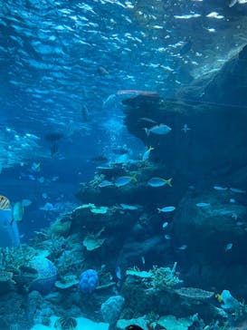 名古屋港水族館に投稿された画像（2025/11/3）