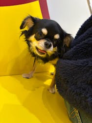 いぬカフェRio 富士見店に投稿された画像（2025/11/3）