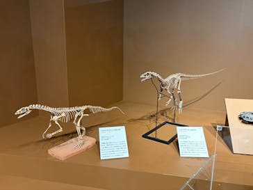 特別展「大絶滅展―生命史のビッグファイブ」に投稿された画像（2025/11/3）