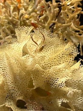 串本海中公園水族館に投稿された画像（2025/11/3）