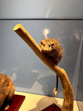 特別展「大絶滅展―生命史のビッグファイブ」に投稿された画像（2025/11/3）