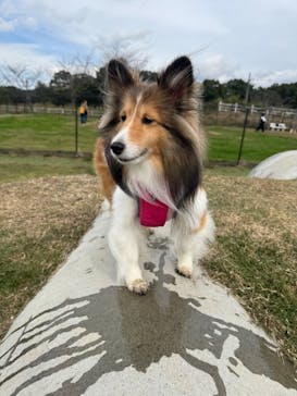 滋賀農業公園ブルーメの丘に投稿された画像（2025/11/3）