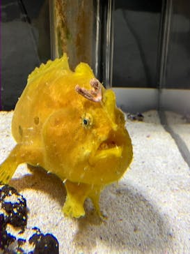 環境水族館アクアマリンふくしまに投稿された画像（2025/11/3）