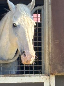 ノーザンホースパークに投稿された画像（2025/11/3）