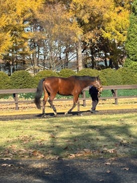 ノーザンホースパークに投稿された画像（2025/11/3）