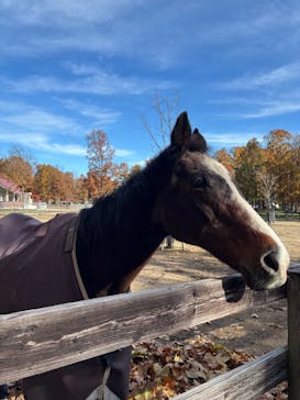 ノーザンホースパークに投稿された画像（2025/11/3）