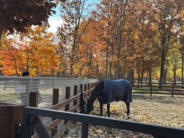 ノーザンホースパークに投稿された画像（2025/11/3）