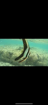 武藤潜水に投稿された画像（2025/11/3）