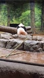 恩賜上野動物園に投稿された画像（2025/11/3）