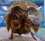 竹島水族館に投稿された画像（2025/11/3）