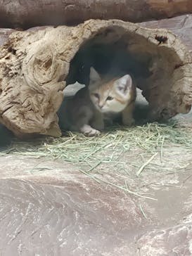 那須どうぶつ王国に投稿された画像（2025/11/3）