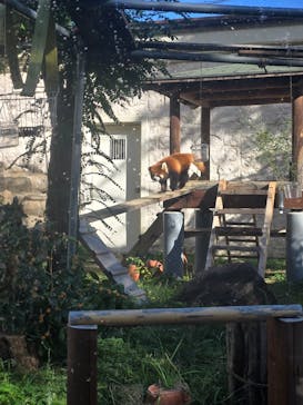 天王寺動物園に投稿された画像（2025/11/3）