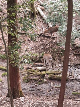 こども動物自然公園（埼玉県公園緑地協会）に投稿された画像（2025/11/3）