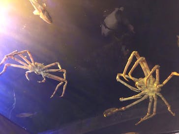 竹島水族館に投稿された画像（2025/11/3）