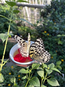 東京動物園協会_多摩動物公園に投稿された画像（2025/11/3）