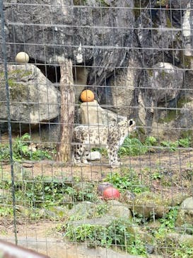東京動物園協会_多摩動物公園に投稿された画像（2025/11/3）