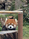 天王寺動物園に投稿された画像（2025/11/3）