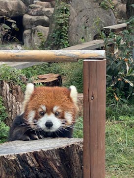天王寺動物園に投稿された画像（2025/11/3）