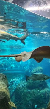 江の島シーキャンドル×新江ノ島水族館に投稿された画像（2025/11/3）