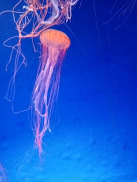 新江ノ島水族館に投稿された画像（2025/11/3）