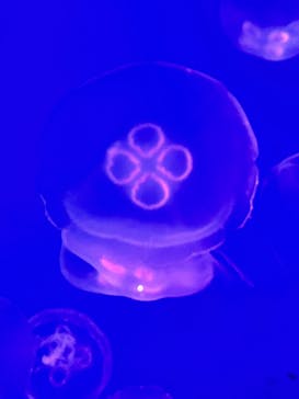 新江ノ島水族館に投稿された画像（2025/11/3）