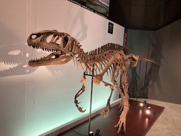 福井県立恐竜博物館に投稿された画像（2025/11/3）