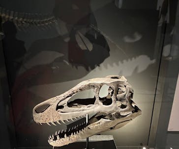 福井県立恐竜博物館に投稿された画像（2025/11/3）