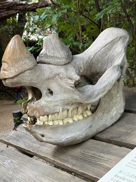 天王寺動物園に投稿された画像（2025/11/3）