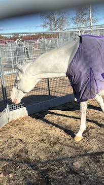 ノーザンホースパークに投稿された画像（2025/11/3）