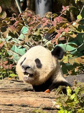恩賜上野動物園に投稿された画像（2025/11/3）