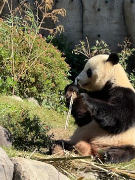 恩賜上野動物園に投稿された画像（2025/11/3）