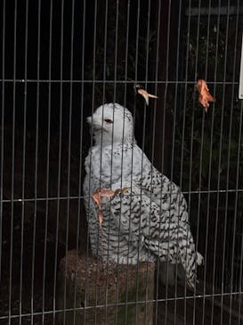 恩賜上野動物園に投稿された画像（2025/11/3）