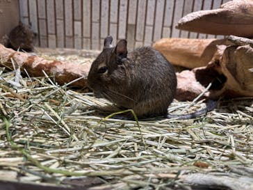 恩賜上野動物園に投稿された画像（2025/11/3）