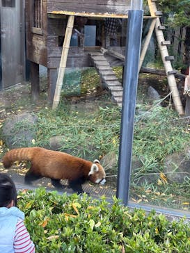 恩賜上野動物園に投稿された画像（2025/11/3）