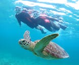 アマミエンシスに投稿された画像（2025/11/3）