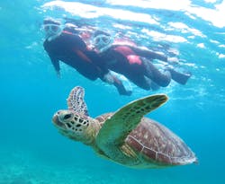 アマミエンシスに投稿された画像（2025/11/3）