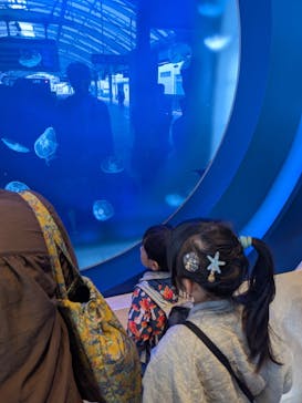 新江ノ島水族館に投稿された画像（2025/11/3）