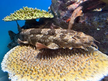 アクアワールド茨城県大洗水族館に投稿された画像（2025/11/3）