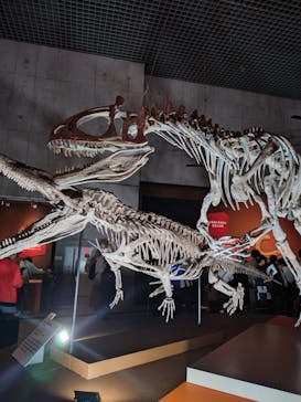 特別展「大絶滅展―生命史のビッグファイブ」に投稿された画像（2025/11/3）