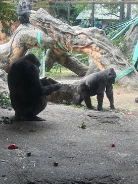 恩賜上野動物園に投稿された画像（2025/11/3）